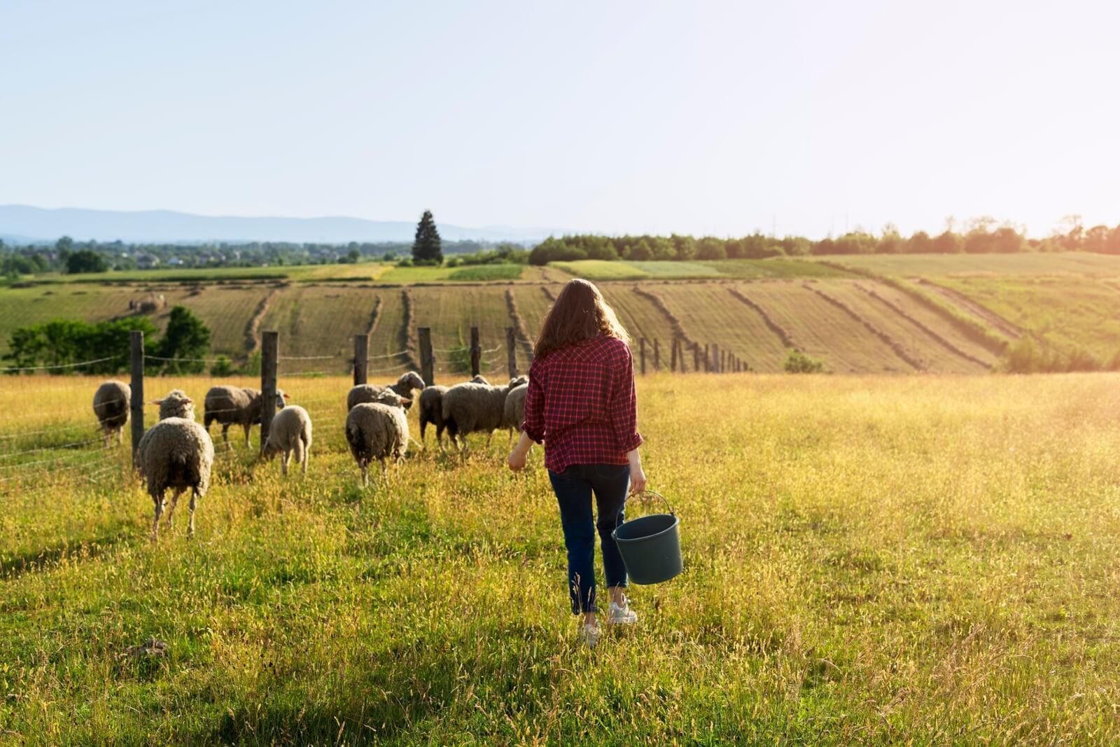 Tailored for All Industries: Forecast 5 in UK Agriculture